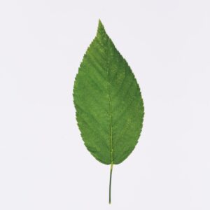 Compostabile